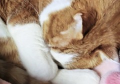 もふもふ2