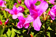 桜の後はツツジ