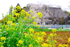 「春」