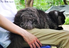 猫ガーデン　「オル」