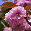 そろそろ八重桜も終わり