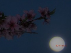 夜桜ならぬ「満月と桃の花」