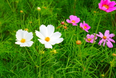 秋桜