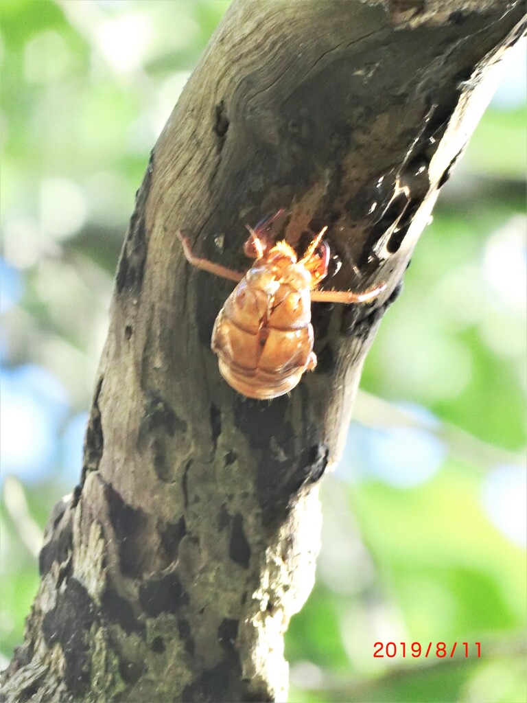 夏の抜け殻