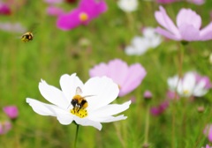 ブンブンブン蜂が飛ぶ