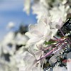 今年の紫陽花