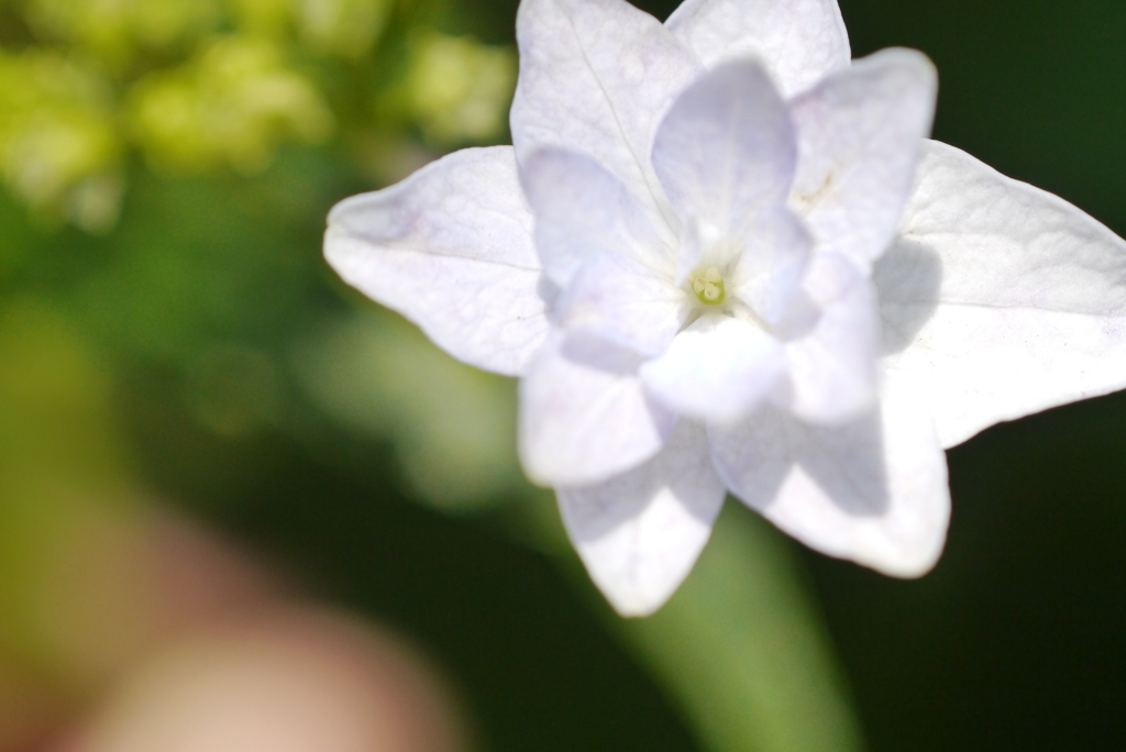 紫陽花3