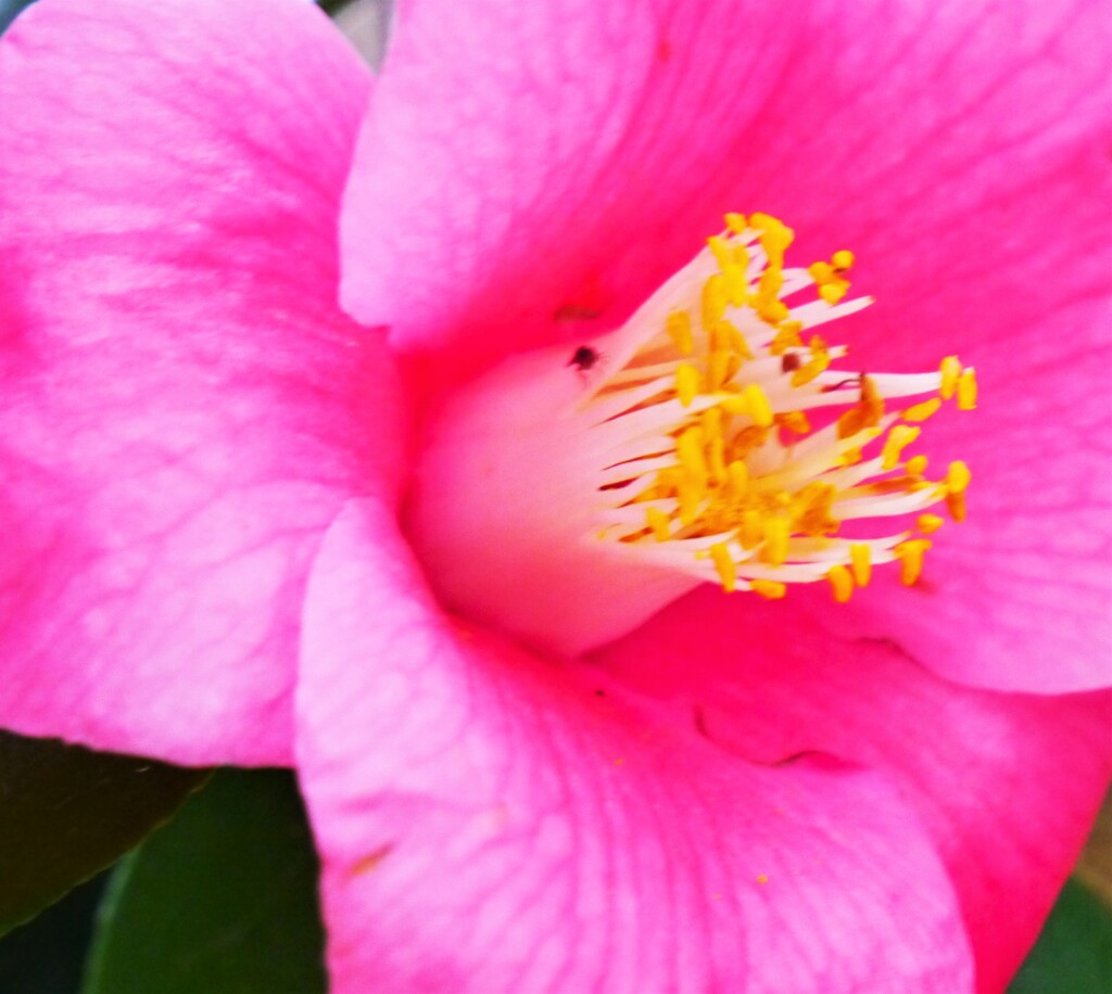 椿…花散歩