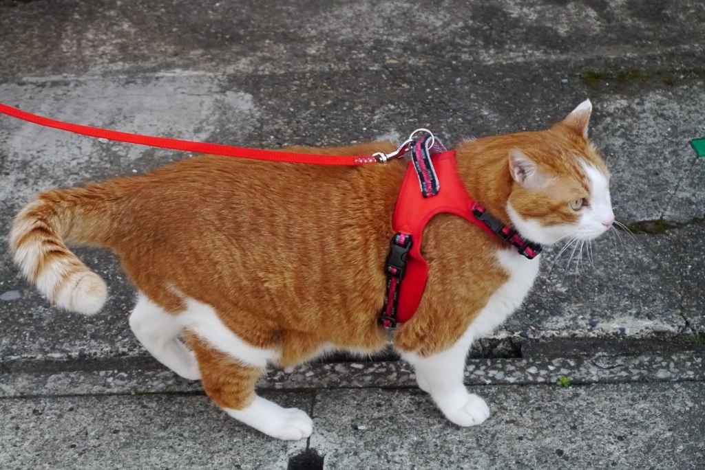 犬と間違えられる