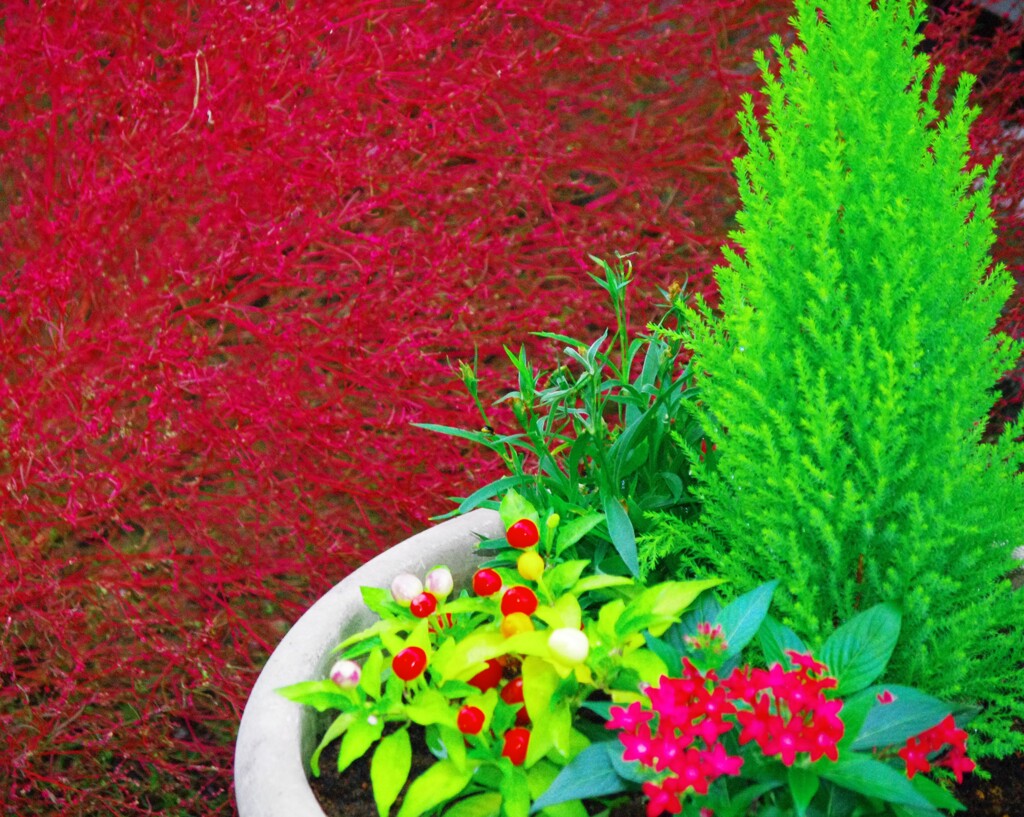 秋の寄せ植え