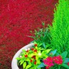 秋の寄せ植え