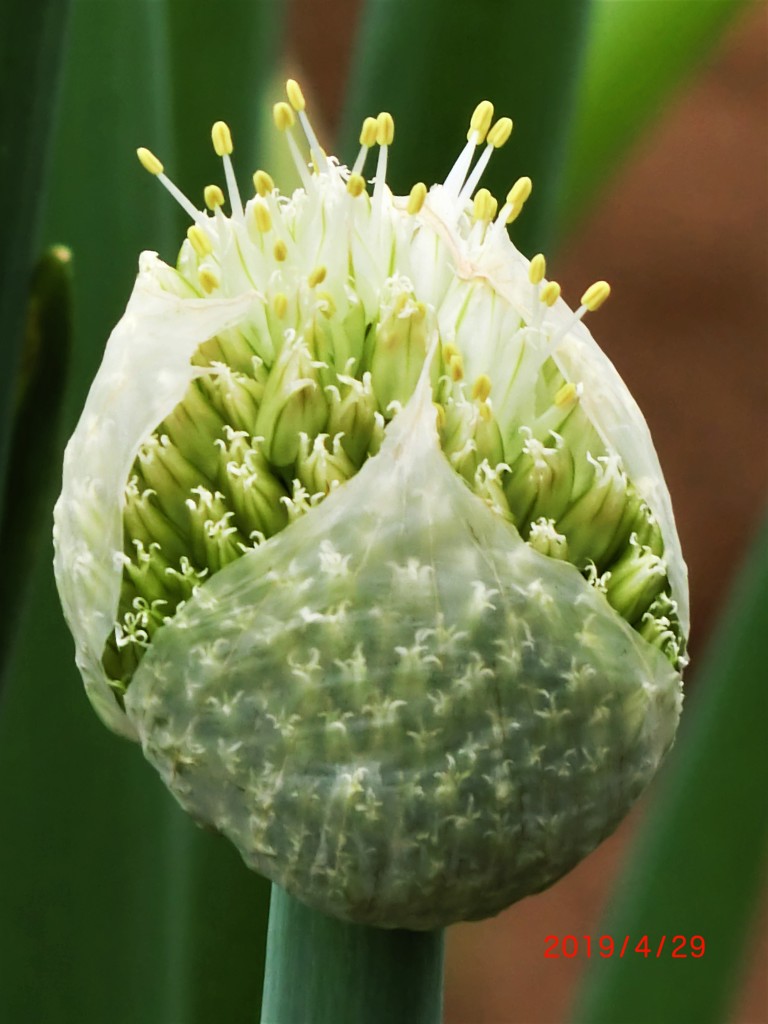 ネギの花も立派なオブジェ