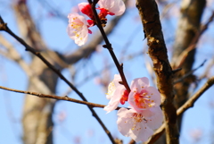 開花宣言！？