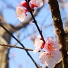開花宣言！？