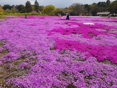 春の記憶　芝桜の頃