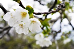 桜…白く