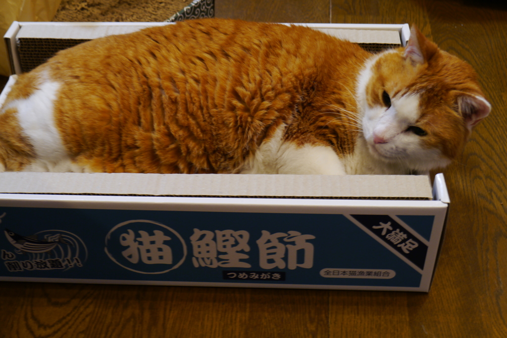 新しい爪とぎ