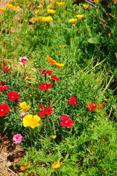 もう少し、花菱草で…