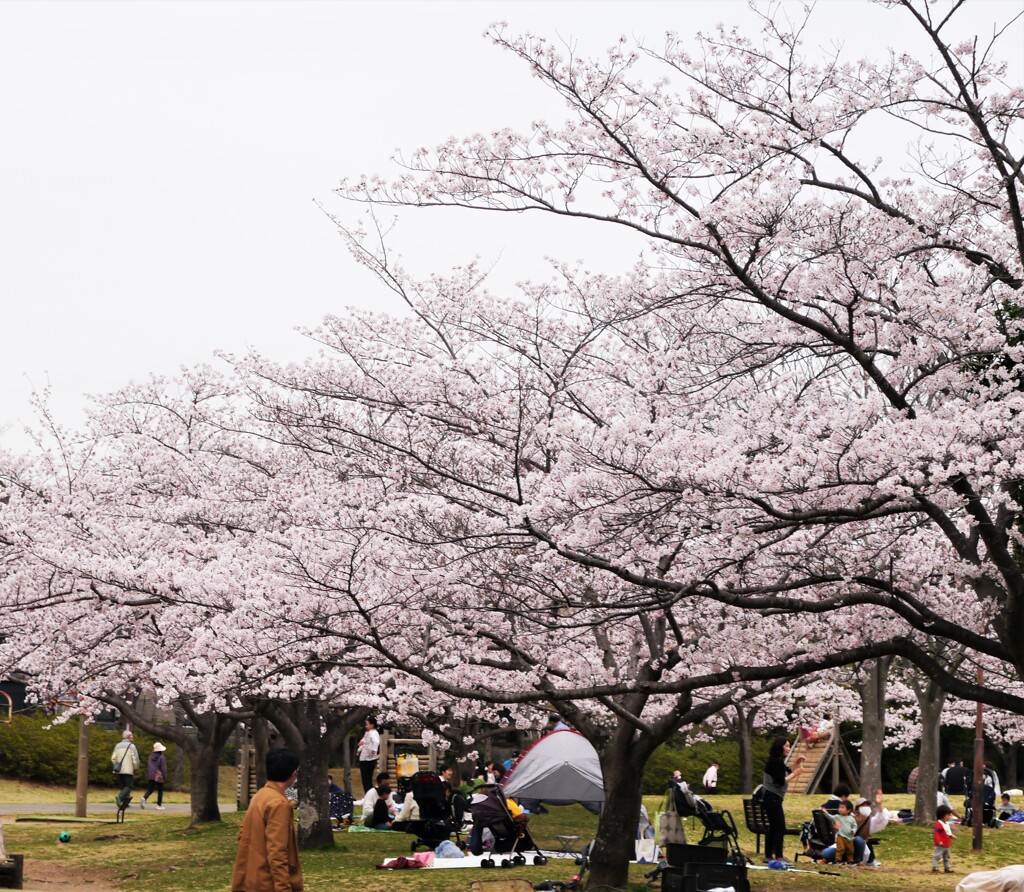 お花見