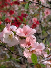 ボケッ…とお花見