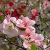 ボケッ…とお花見