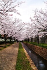 桜の小径2
