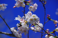 桜満開4