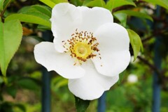 野ばら…開花