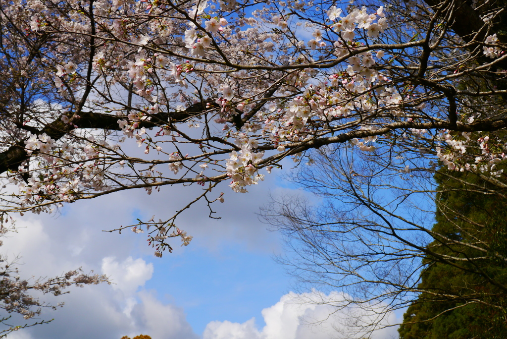 桜…夏雲