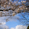 桜…夏雲