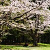散り際が　儚く　愛おしい