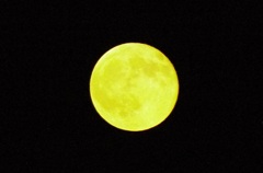 昨晩より黄色く見える