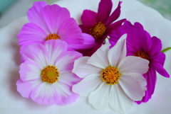 コスモスも見納め