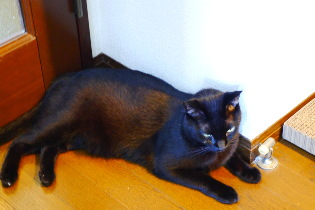 ハロウィーンの頃に…④