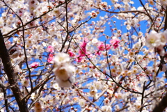 花見日和(5)