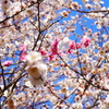 花見日和(5)