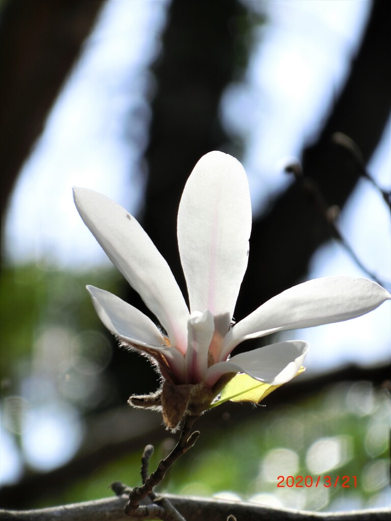 こぶしの花