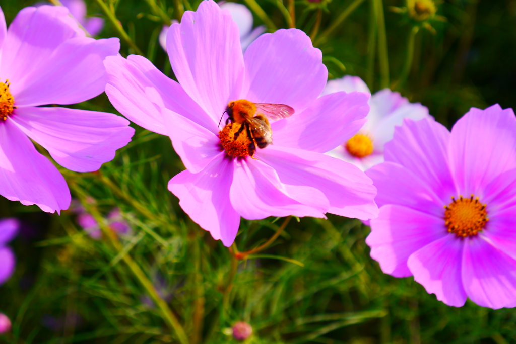11月の声が聞こえてくる…