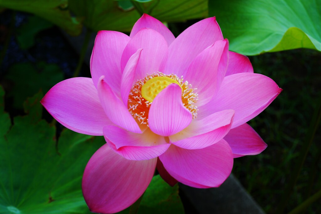 花開く