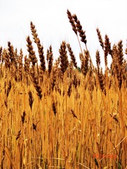 麦は収穫-2