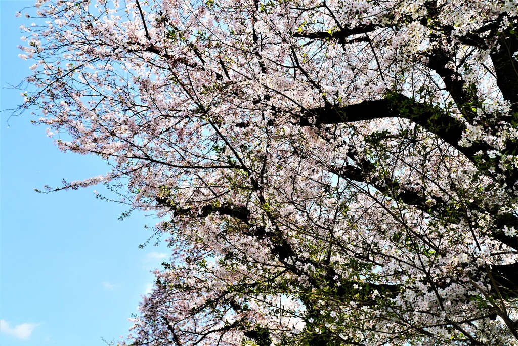 今年もそろそろ見納め