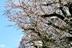 今年もそろそろ見納め