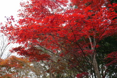 紅葉狩り