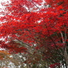 紅葉狩り