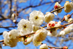 花見日和(7)