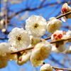 花見日和(7)