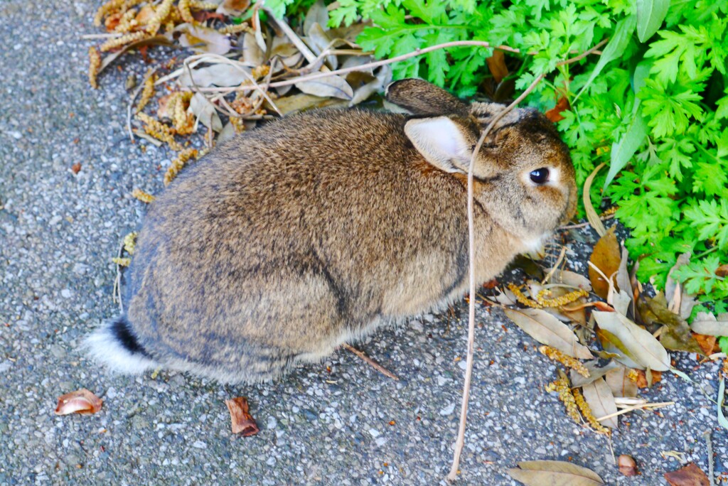 食事中で忙しいんです(野ウサギ)