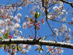 葉桜も風情…