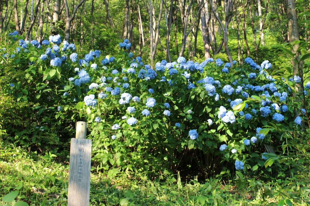 清水寺のアジサイ