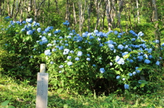 清水寺のアジサイ